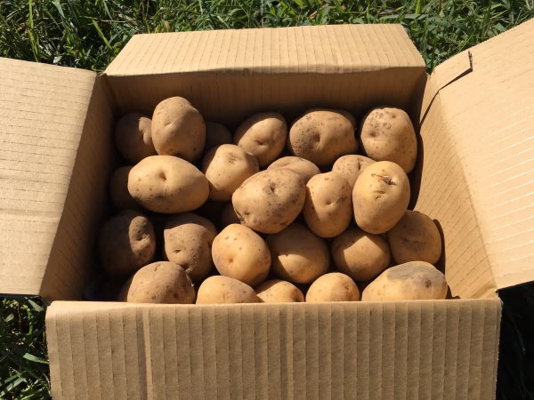 じゃがいも男爵