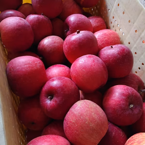 今年、最終になります‼️長野県飯綱産(旧牟礼村) サンふじ家庭用 ゴロゴロ詰め