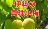 真珠小梅と呼ばれる五ヶ所小梅送料無料