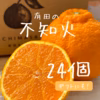 不知火　5キロ24個　ギフトにも！