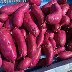 ホクホク！さつまいも「紅あずま」(栽培期間中化学肥料、化学合成農薬不使用)