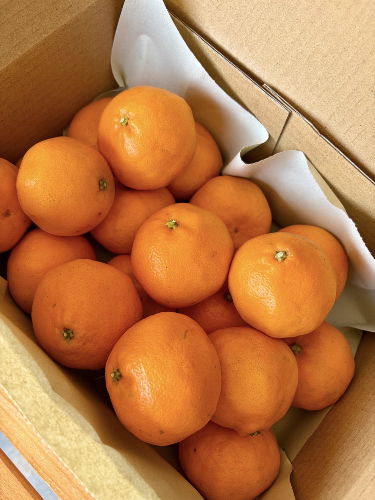 ぷちぷちレディー、はるみちゃん Sサイズ 2kg箱入り はるみみかん はるみみかん 2kg箱入り