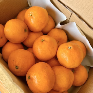 ぷちぷちレディー、はるみちゃん　Sサイズ　2kg箱入り はるみみかん