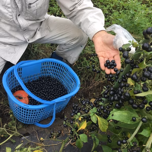 フィフティーフィフティーセット