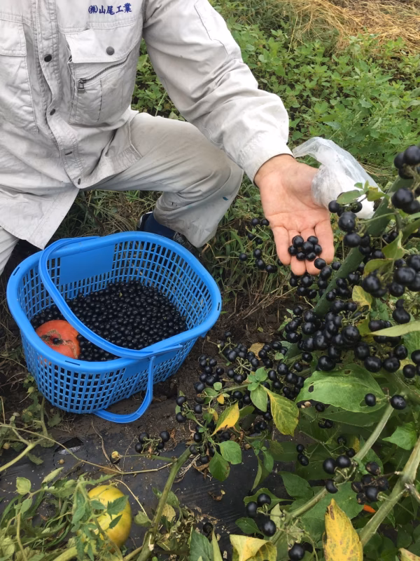 フィフティーフィフティーセット