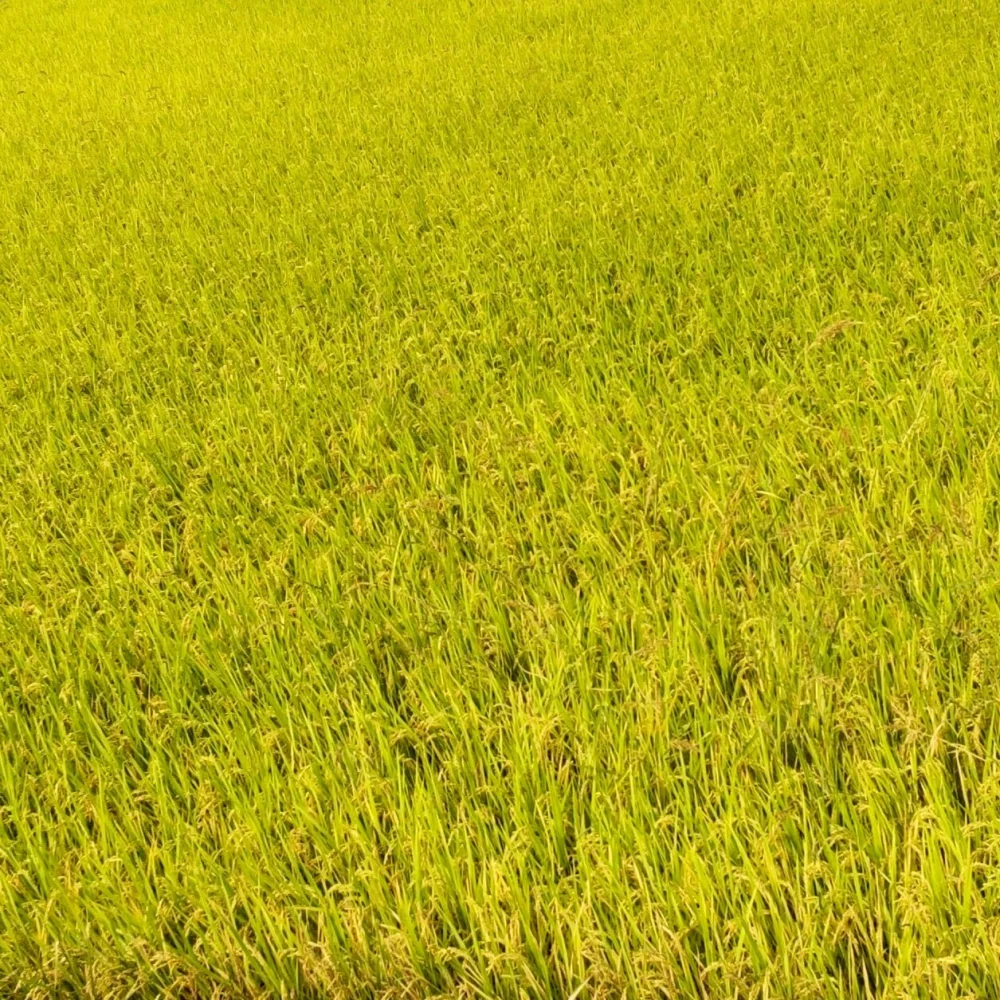 炊いてフワツヤ 淡路島のお米 ヒノヒカリ