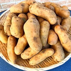 【福島県産のじゃがいも】メークイン5ｋｇ～　しっとり水分が多いジャガイモ