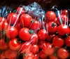 ポケマル4周年応援商品♥農薬不使用ミニトマト（キャロル10）＋カラフルプレゼント