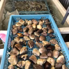 九十九里地はまぐり　小粒　砂抜き済