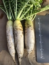 たべくらべ大根2種と冬の野菜BOX 農薬.化学肥料不使用