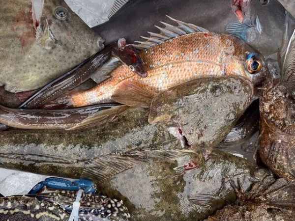 【瀬戸内海・東能美島直送便】船上活〆 鮮魚BOX