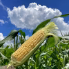 【夏ギフト】とにかく濃厚！とうもろこし「恵味」