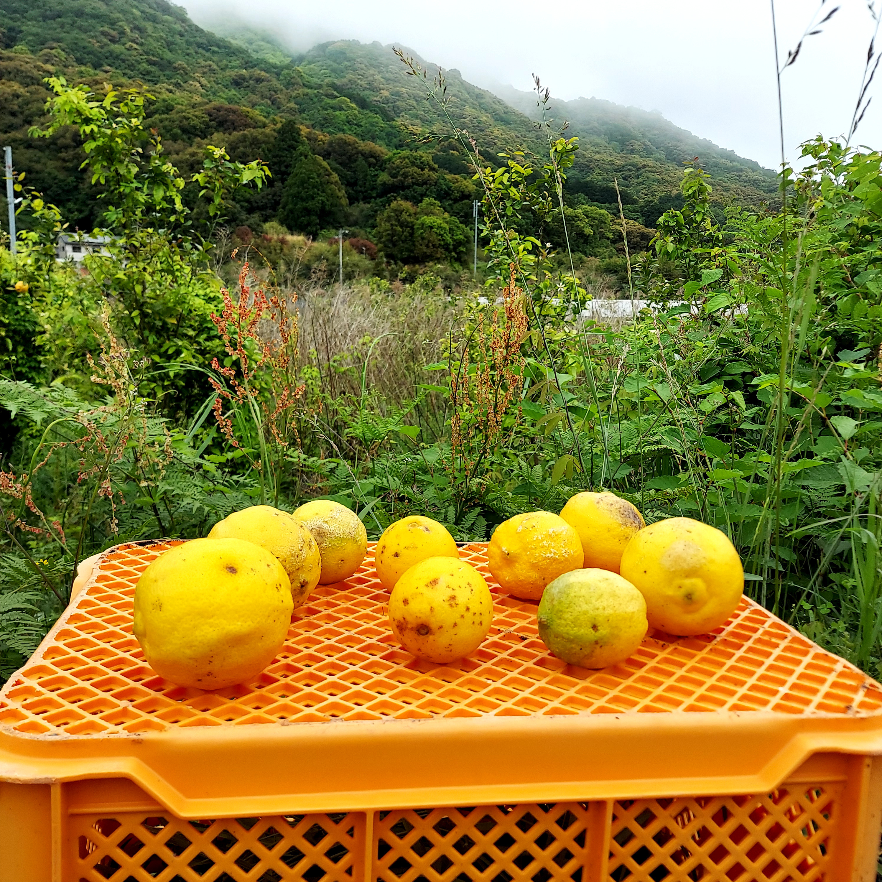 朝獲れ新鮮 高知県産ピーマン8キロ送料込み 安心安全の減農薬