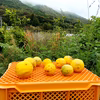 自然栽培　レモン　加工用