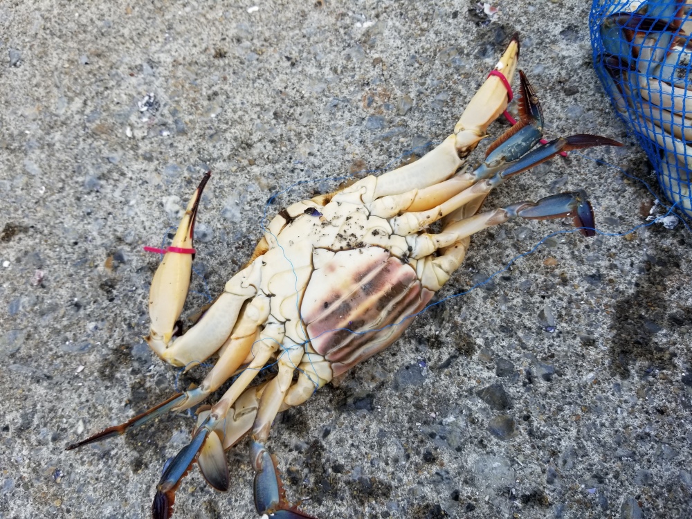 ８月19日発送 イチマン 高級ワタリカニ メス 2尾 オス 2尾 農家漁師から産地直送の通販 ポケットマルシェ