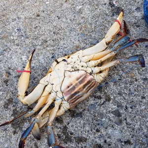 早い者勝ち❗イチマン❗高級ワタリカニ(メス)2尾 (オス)2尾❗