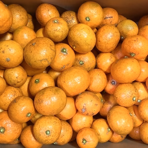 ジュース•デザート用【無農薬•訳あり•家庭用】みかん(5kg/箱）