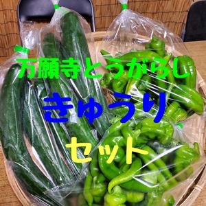 バラ売りか袋入りをチョイス‼️京きゅうりと京の伝統野菜万願寺とうがらしのセット