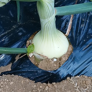 新玉葱、大根葉、エシャレット、椎茸のセット