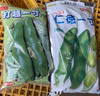 5月発【訳あり♫ 】”みずみずしい”1粒  そら豆