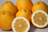 【母の日ギフト】柑橘ジュース720ｍｌ　河内晩柑「和製グレープフルーツ」6個　