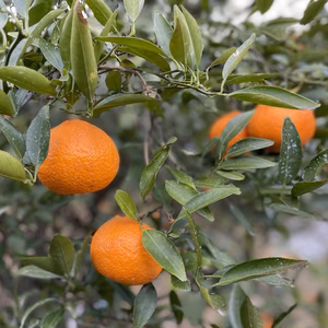 【爽やかな香りに濃厚な味】津の輝 1.5kg〜