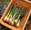 【渥美半島からお送りする】パッチファームの葉玉ねぎ