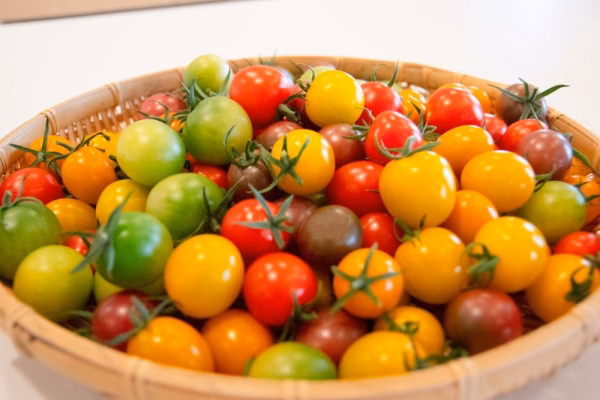カラフルミニトマト3kg