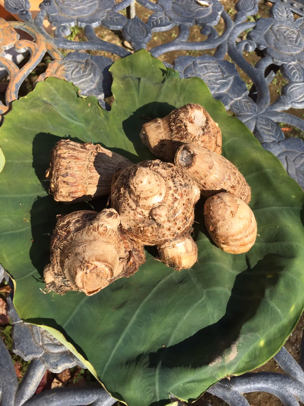 美味しいサトイモ（大和）