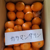 訳あり幻のカラマンダリン　濃厚な初夏のみかん　
