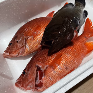 Pippi様専用　トガリエビス2.5kg アオノメハタ1.1kg 鱗、内臓処理済