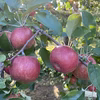 山形県産♡紅玉♡お試しサイズ♡