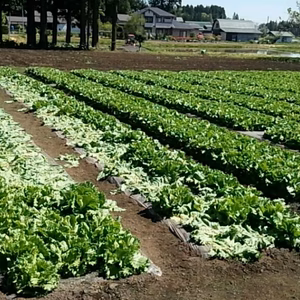 無農薬19年目のレタス