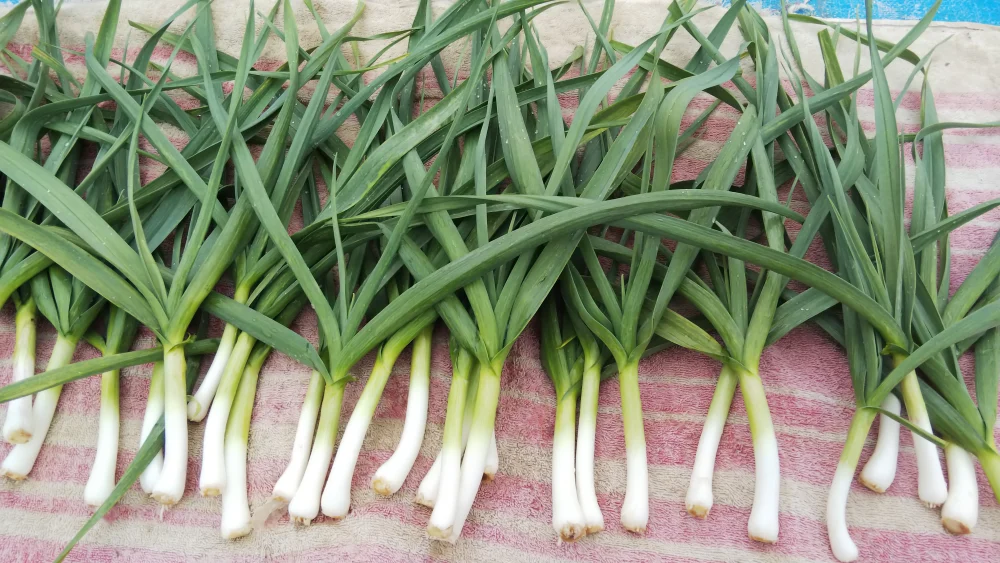 にんにくになる前の葉にんにく600g～6kgです❗️       