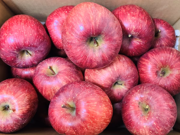 【真っ赤な訳あり】山形県産サンふじ5キロ【バラ詰】