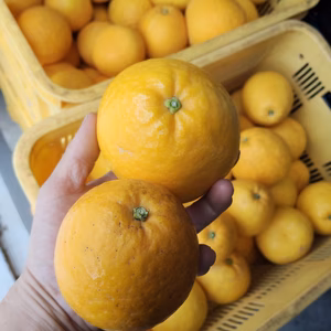 河内晩柑【小玉】3kg（箱込）