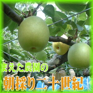 鳥取産・２０世紀梨【９月発送】