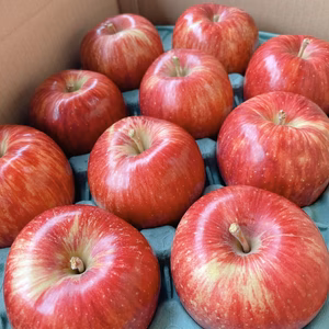 家庭用 朝採り 葉とらずサンつがる