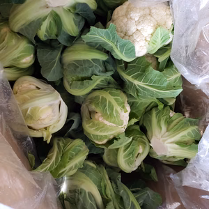 規格外カリフラワーの箱詰め　たっぷり7キロ入り