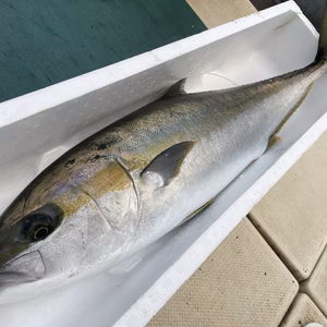 【松島産】平政 （約9.1kg、鱗・内臓処理）※送料込み