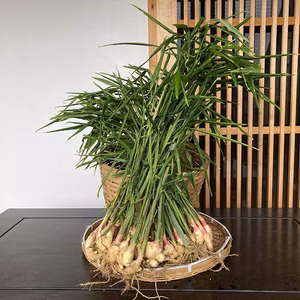 無農薬無化学肥料栽培　葉付き新生姜　２kg