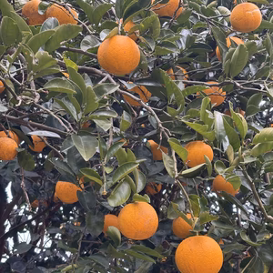 2026 外皮に難あり 農薬不使用 和歌山県産 木なり八朔 【フードロス削減】