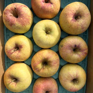 訳あり ぐんま名月  2.5キロ 7～11玉 長野県産