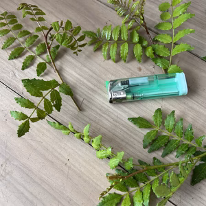 有機ＪＡＳ　木の芽　農薬は使ってません
