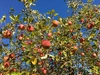 【ハレの日にどうぞ♪】サンふじ&ジャムのセット　りんご7~8個＋りんごジャム2個