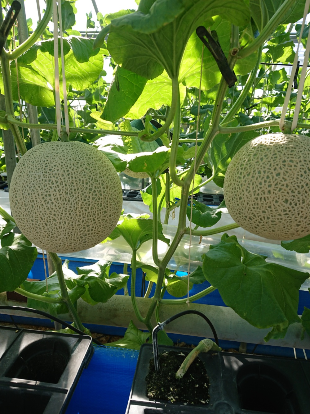 静岡高級マスクメロン 6個入れ1箱、糖度14度以上01