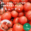 酸味と甘みのバランス抜群！三重県産 完熟大玉トマト『富丸ムーチョ』(1.2㎏)