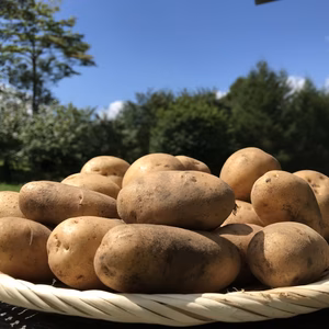 自然農法で育ったじゃがいも 3種ミックス(キタアカリ・メークイン・とうや)