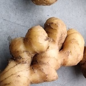 濃い味と香り、黄金生姜（こがねしょうが）の根生姜