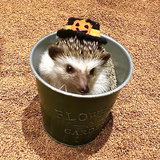 ほちおじいちゃん